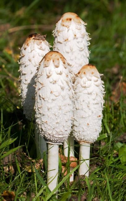 Coprinus_Vitalpilz